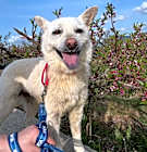 Photo of Dari
