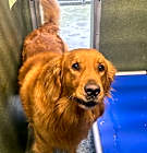 Photo of DODGER