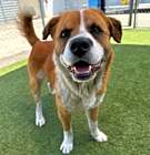 Photo of Boomer