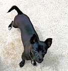 Photo of Pepper