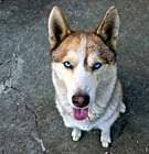 Photo of Bonito