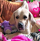 Photo of Babe #BrazilianMastiff wiggles