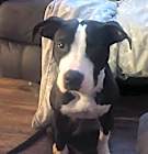 Photo of Harley