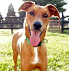 Photo of River Dog