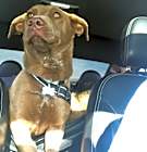 Photo of Bear