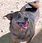 Photo of Sweetie