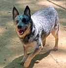Photo of Cattle Dog (aka "Cattle D")
