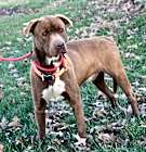 Photo of Sheldon (Neutered)