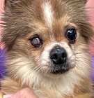 Photo of Zorro