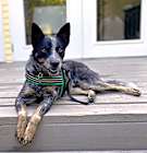 Photo of ASHER