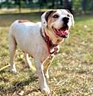 Photo of Basil