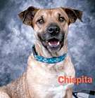 Photo of Chispita