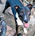 Photo of Axton *FTA*