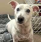 Photo of DARWIN-Special Needs