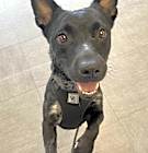 Photo of Diamond