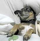 Photo of Henriette-URGENT
