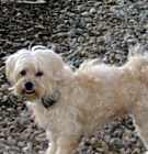 Photo of SAMANTHA-Help Needed