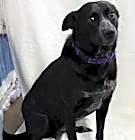 Photo of Border Collie Brats Momma Luna