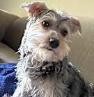 Photo of Cooper