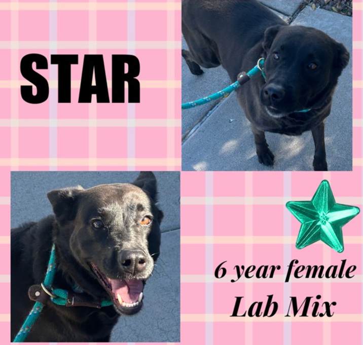 Photo of STAR - 6 YEAR LAB MIX