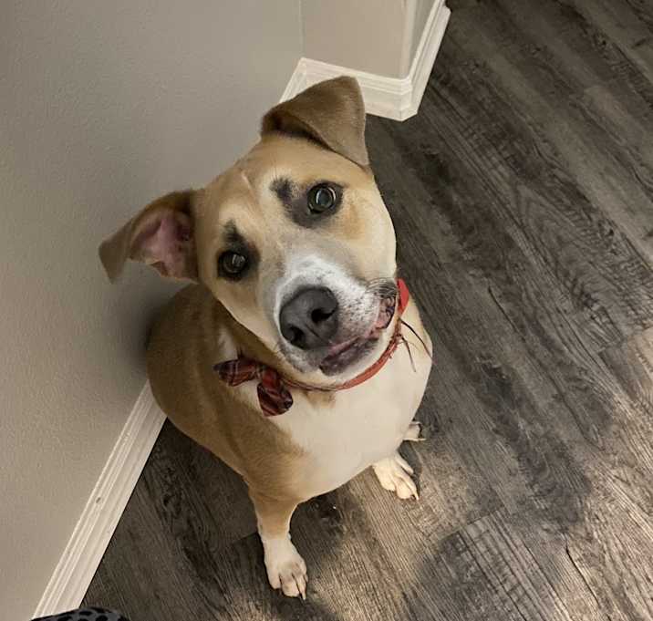 Photo of Bandit