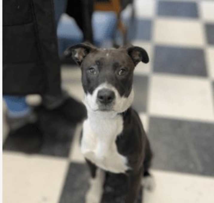 Photo of Ollie