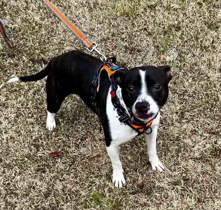 Photo of Mudpie Milo Lancaster-4008 Crosby, TN