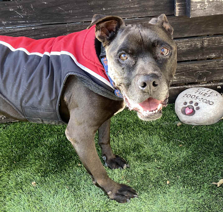 Photo of ARCHIE TOTORO! FOREVER FOSTER