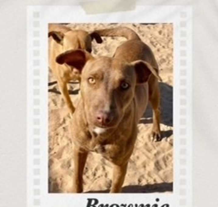 Photo of Brownie