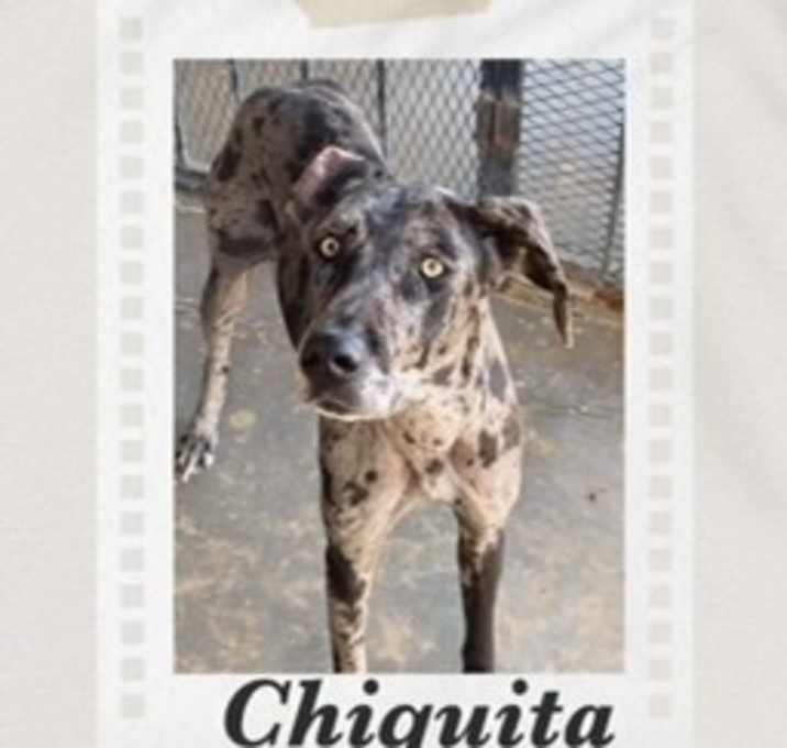 Photo of Chiquita