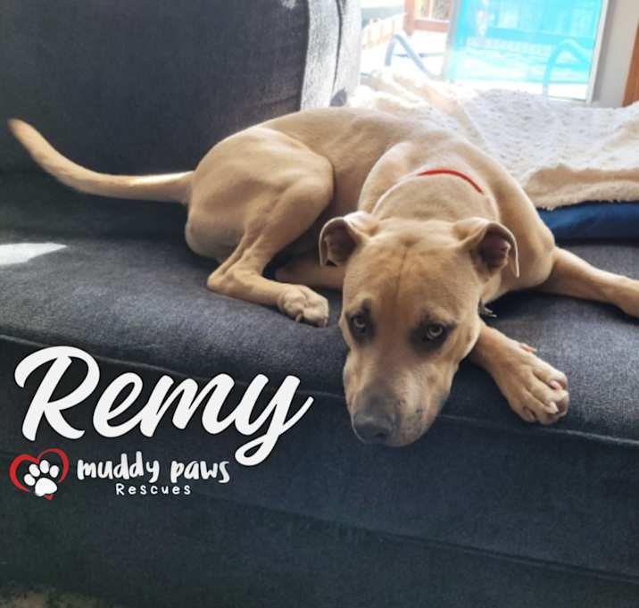 Photo of Remy (Courtesy Post)