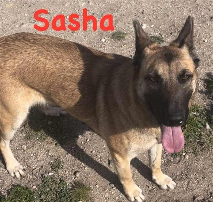 Photo of Sasha