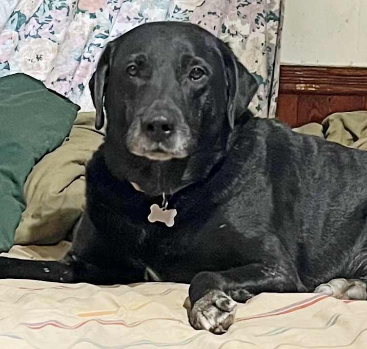 Photo of Brody-Foster Needed!