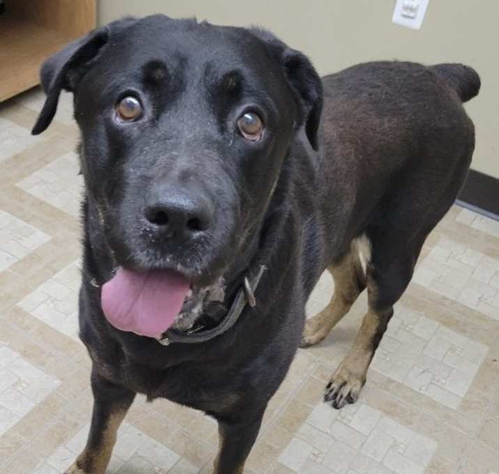 Photo of Rags