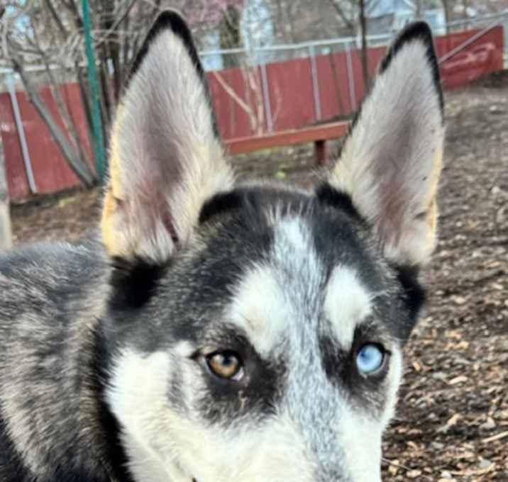 Photo of Chester