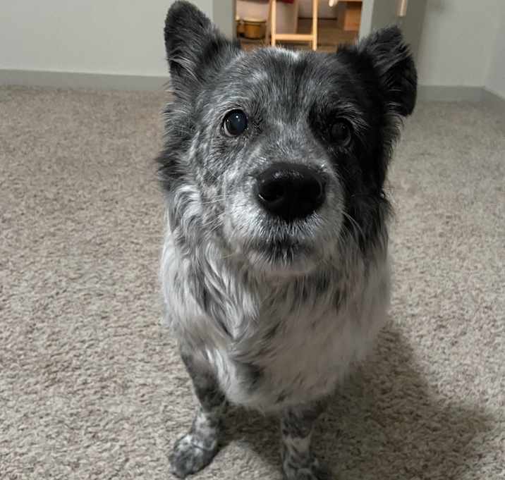 Photo of Mochi