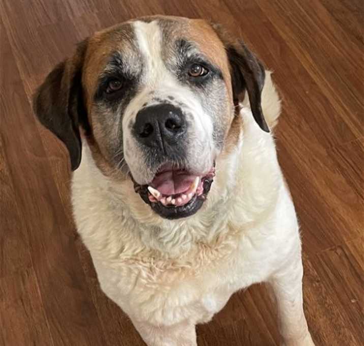 Photo of Marmaduke