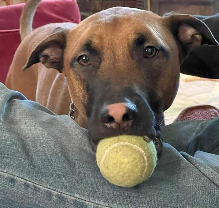 Photo of Lennox