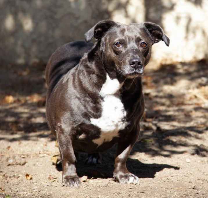 Photo of Sweet Pea