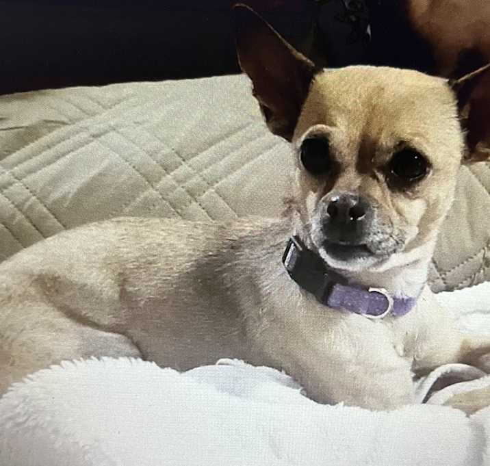Photo of Tater Tot