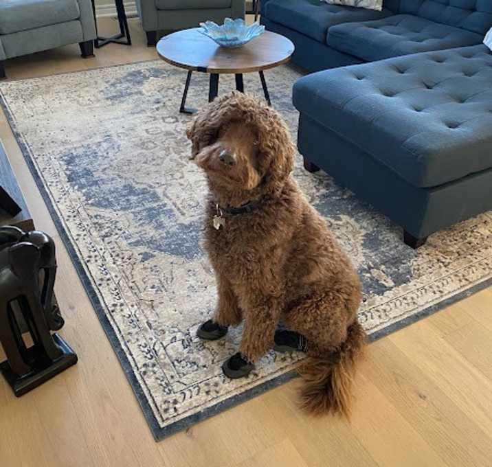 Photo of Tucker