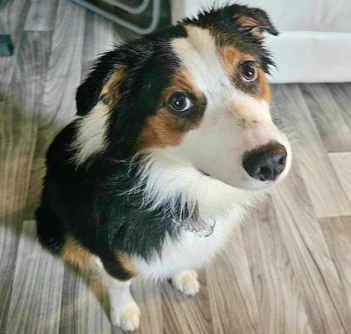 Photo of Snickers