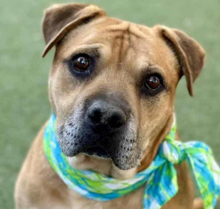 Photo of Brownie
