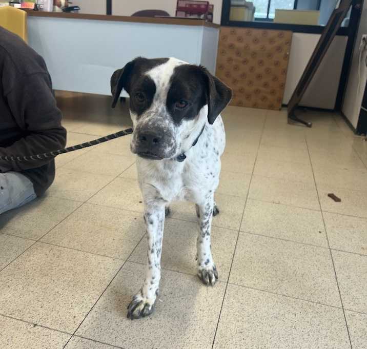 Photo of Oreo A1673