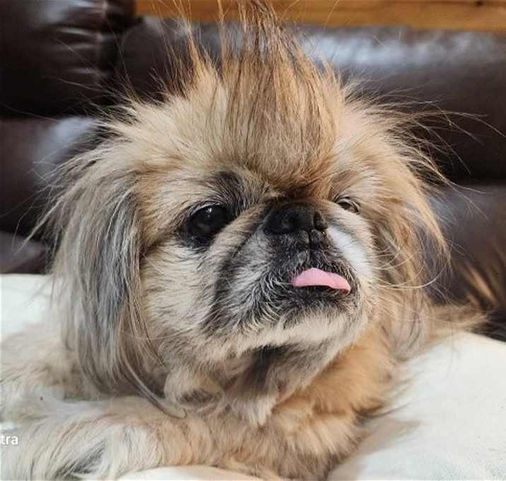 Photo of Millie Peke