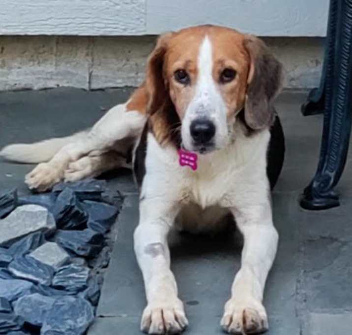 Photo of Roxanne