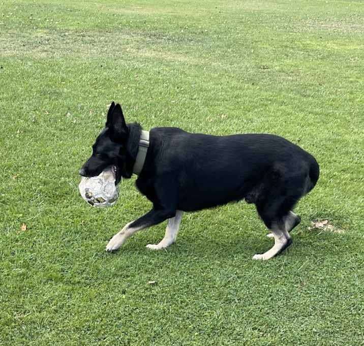 Photo of Ryder