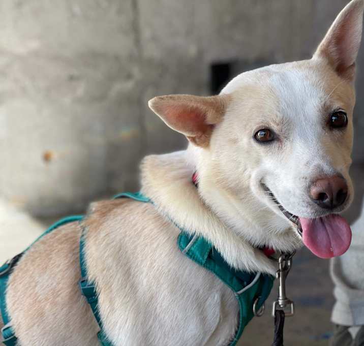 Photo of Buddy