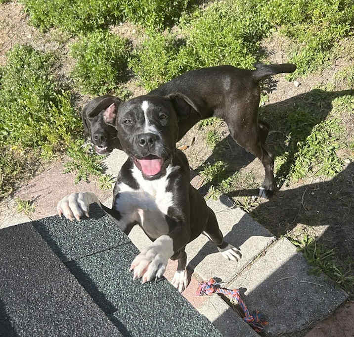 Photo of Blaze