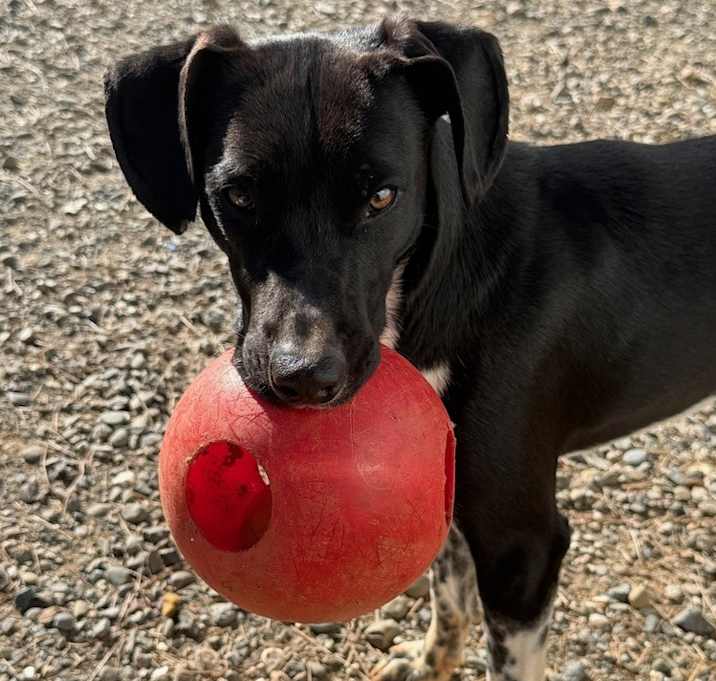 Photo of Huckleberry